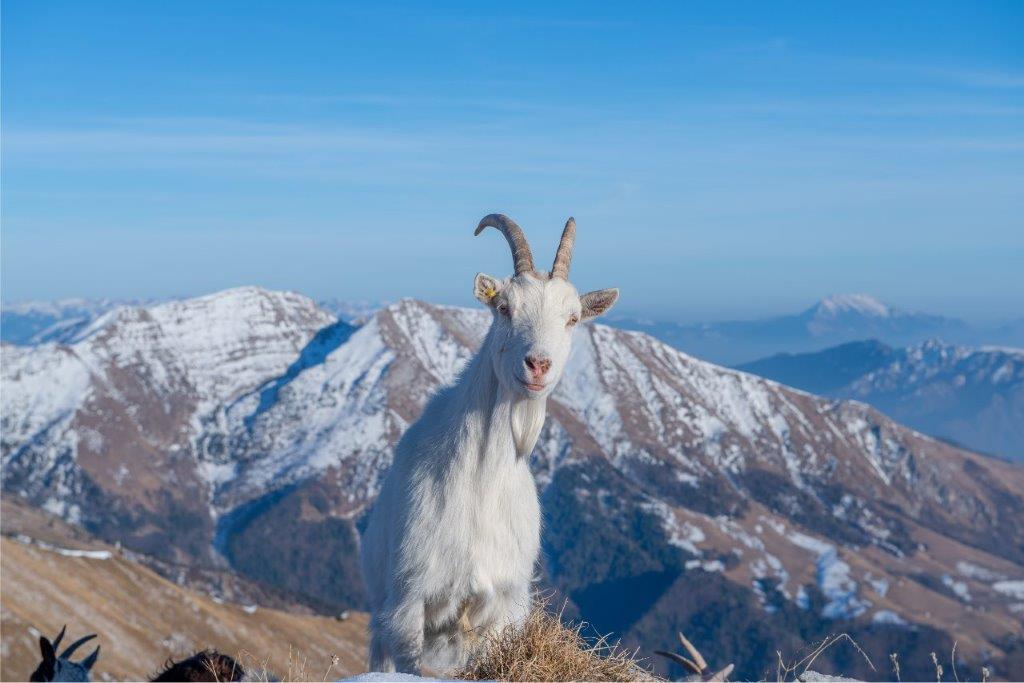 Sustainable fashion: The traceability of cashmere